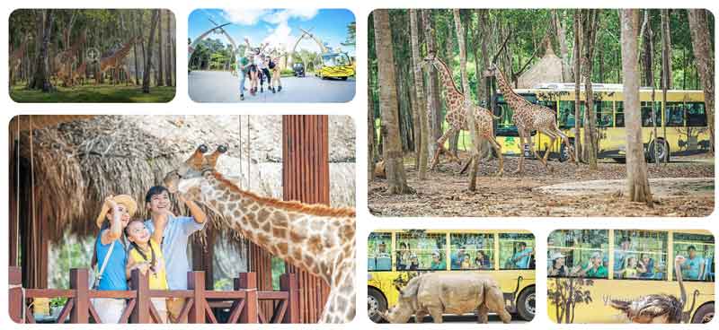 Câu hỏi thường gặp về vé và trải nghiệm Safari